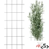 Planteunderstøttelse – havegitter 150 x 60cm - 7 
