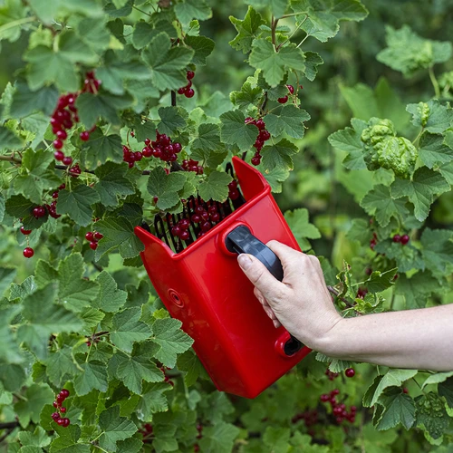 Maskine til plukning af små frugter - 6