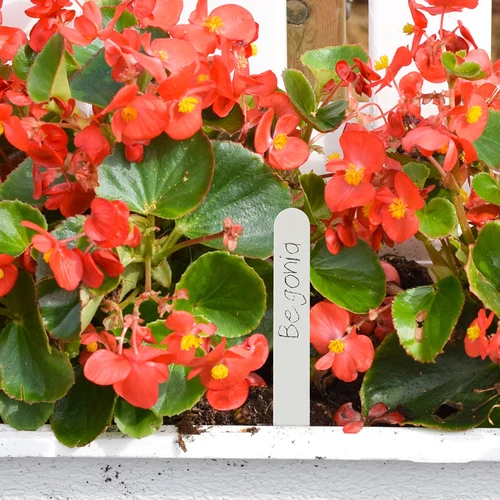 Skilte til beskrivelse af planter + blyant mix 10+20 stk. - 8