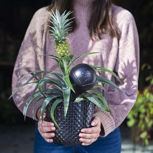 Vandingskugle til planter, sort mat med keramisk fod, 400ml - 11