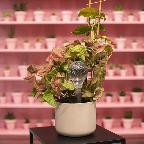 Vandingskugler til planter, gennemsigtige, 400 ml, 2 stk. - 13