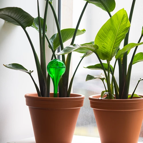 Vandingskugler til planter, grønne gennemsigtige, 400 ml, 4 stk. - 8