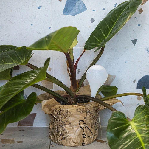 Vandingskugler til planter, hvide halvgennemsigtige, 400 ml, 4 stk. - 9