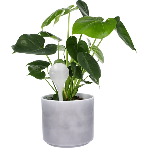 Vandingskugler til planter, hvide halvgennemsigtige, 400 ml, 4 stk. - 6