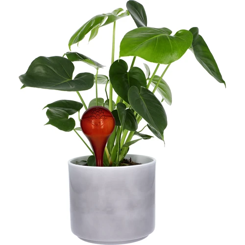 Vandingskugler til planter, ravfarvede gennemsigtige, 400 ml, 2 stk. - 7