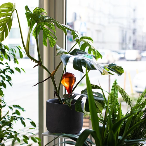 Vandingskugler til planter, ravfarvede gennemsigtige, 400 ml, 2 stk. - 11
