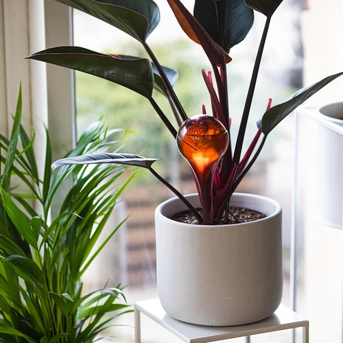 Vandingskugler til planter, ravfarvede gennemsigtige, 400 ml, 4 stk. - 8