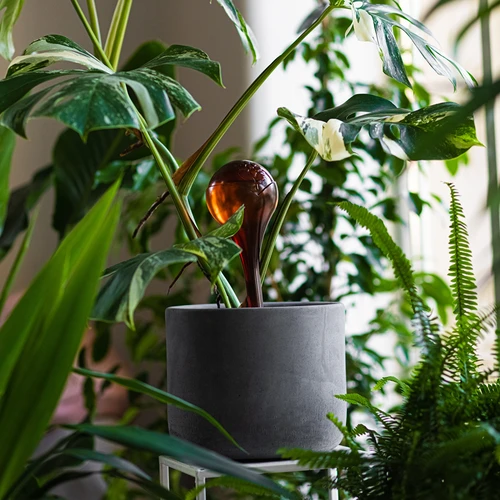 Vandingskugler til planter, ravfarvede gennemsigtige, 400 ml, 4 stk. - 9