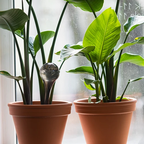 Vandingskugler til planter, sorte gennemsigtige, 400 ml, 2 stk. - 9