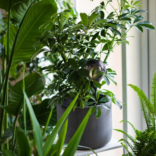 Vandingskugler til planter, sorte gennemsigtige, 400 ml, 2 stk. - 10