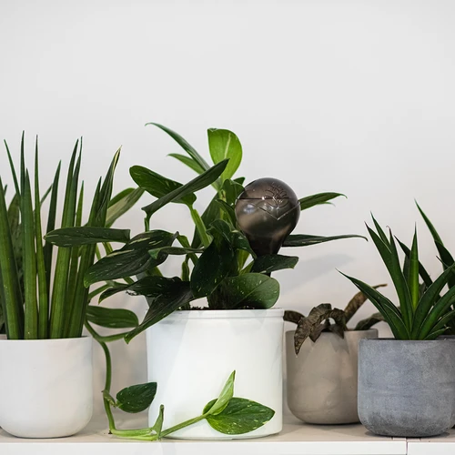 Vandingskugler til planter, sorte gennemsigtige, 400 ml, 2 stk. - 11