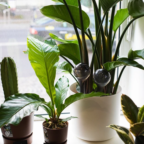 Vandingskugler til planter, sorte gennemsigtige, 400 ml, 2 stk. - 13
